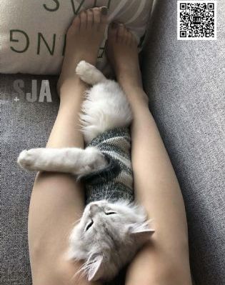 成全视频免费高清观看在线电视剧